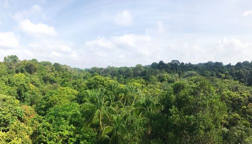 Scenic view of trees against sky