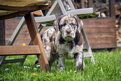 Portrait of an animal on grass