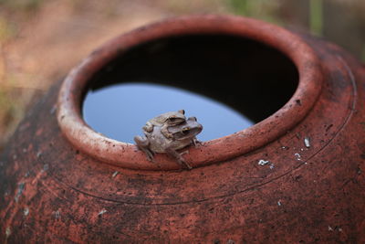 Close-up of two frogs