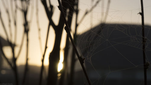 Close-up of spider on web against sky