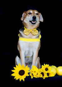 yellow