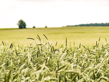 Crops growing on field against clear sky