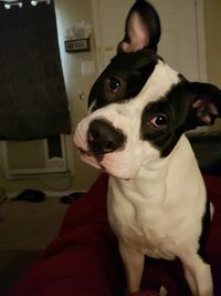 Close-up portrait of dog at home