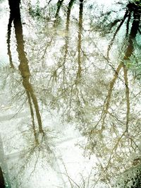 Reflection of trees in water