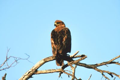 Low angle view of owl perching on tree against clear blue sky