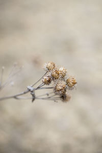 Close-up of spider on plant