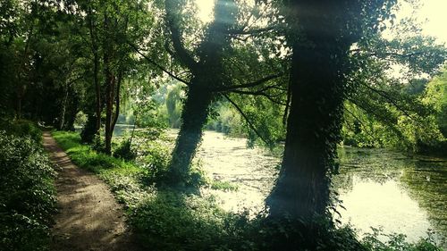 Reflection of trees in lake