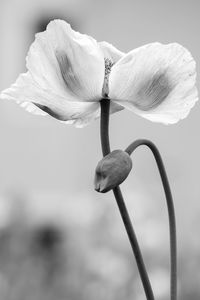 Close-up of flowering plant against white background