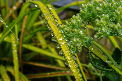 Close-up of wet plant