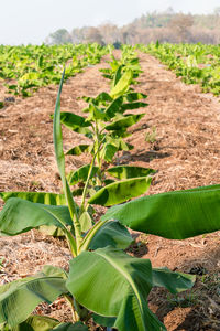 Close-up of plant growing on field