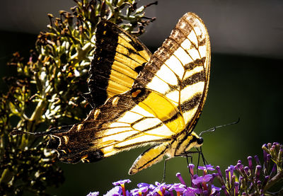 Close-up of butterfly pollinating on flower