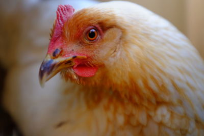 Close-up of chicken