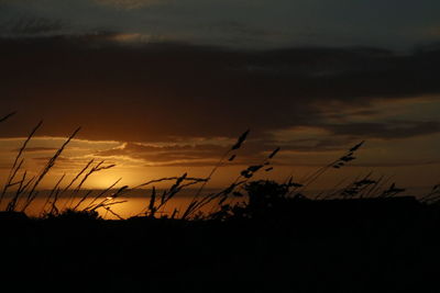 Silhouette plants against dramatic sky during sunset