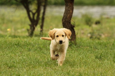 Portrait of puppy on grass