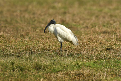 Side view of a bird on field