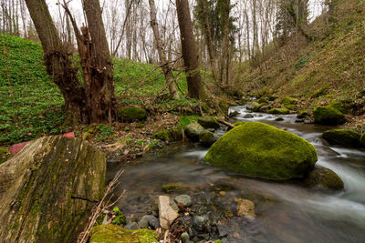 Scenic view of forest