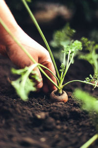 Woman harvesting carrots from backyard garden