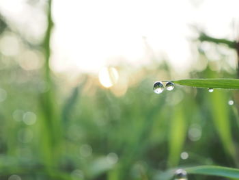 Close-up of water drops on blade of grass