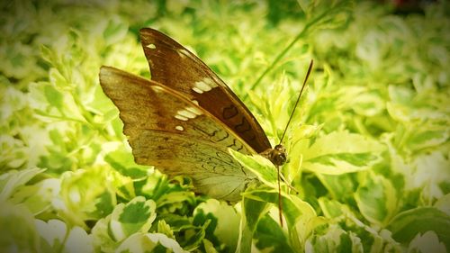 Close-up of butterfly on leaf