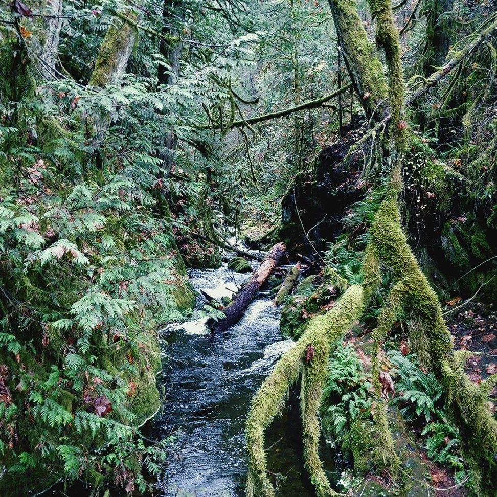 VIEW OF STREAM FLOWING THROUGH FOREST