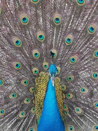 Close-up of peacock