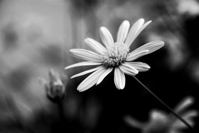 Close-up of daisy flowers