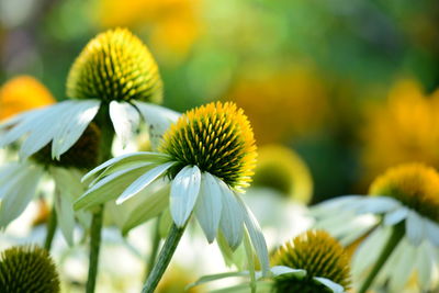 Close-up of yellow flowering plant