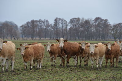 Horses in a field