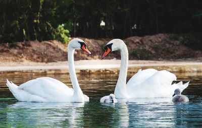 Swans swimming in lake