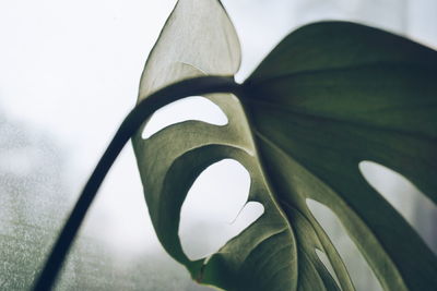 Close-up of leaf