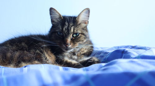 Portrait of cat lying on bed