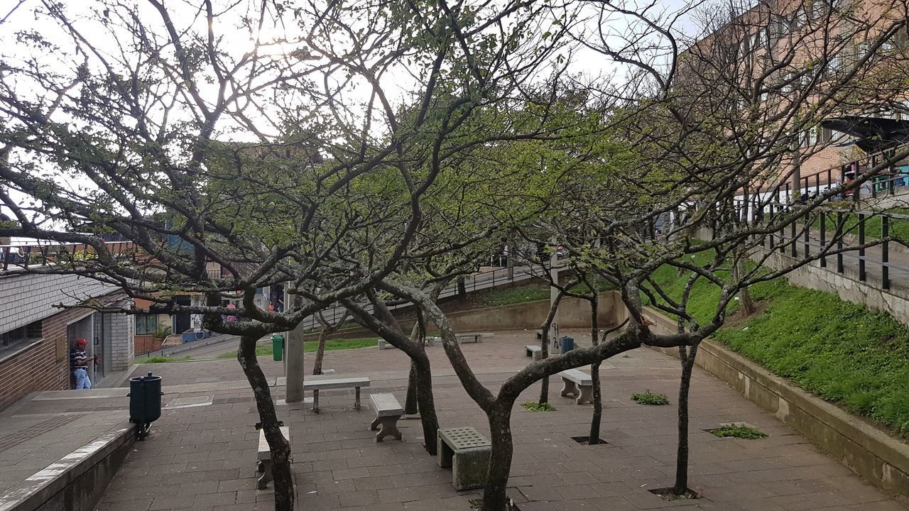 TREES AND PLANTS GROWING BY FOOTPATH AGAINST SKY