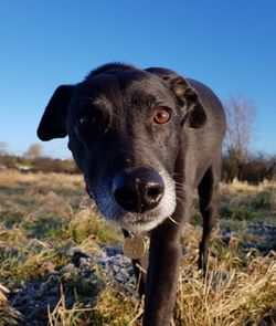 Portrait of dog on field against clear sky