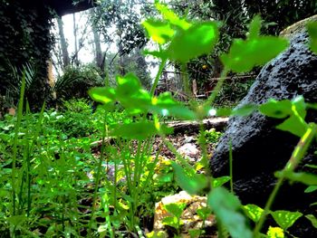 Plants growing in forest