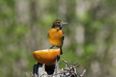 Close-up of bird perching on a tree