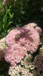 Close-up of bee on pink flower