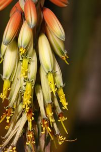 Close-up of yellow flowers blooming