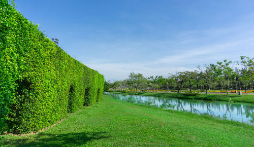 Green wall of the tooth brush tree on smooth green grass lawn beside a lake and group of trees 