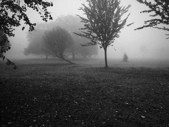 View of trees in foggy weather