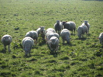 Horses grazing on field