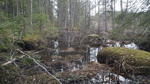 Trees growing in forest