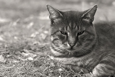 Close-up of a cat looking away