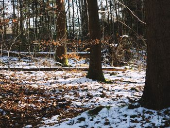 Trees in forest during winter