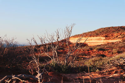 Plants growing on land against clear sky