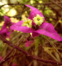 Close-up of pink flower