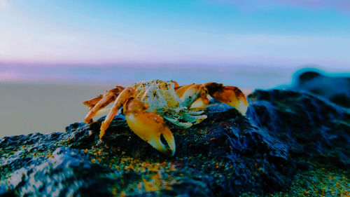 Close-up of crab on rock in sea