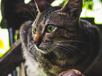 Close-up portrait of cat