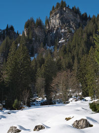 Pine trees on snow covered land against sky