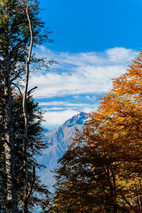 Low angle view of trees and snowcapped mountains against sky