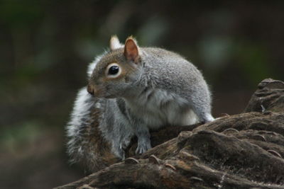 Close-up of squirrel